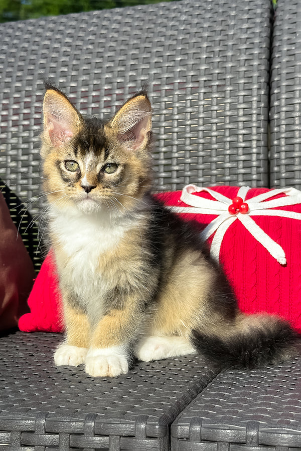 Yukon | Golden Maine Coon Kitten