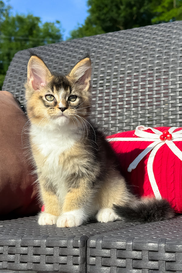 Yukon | Golden Maine Coon Kitten