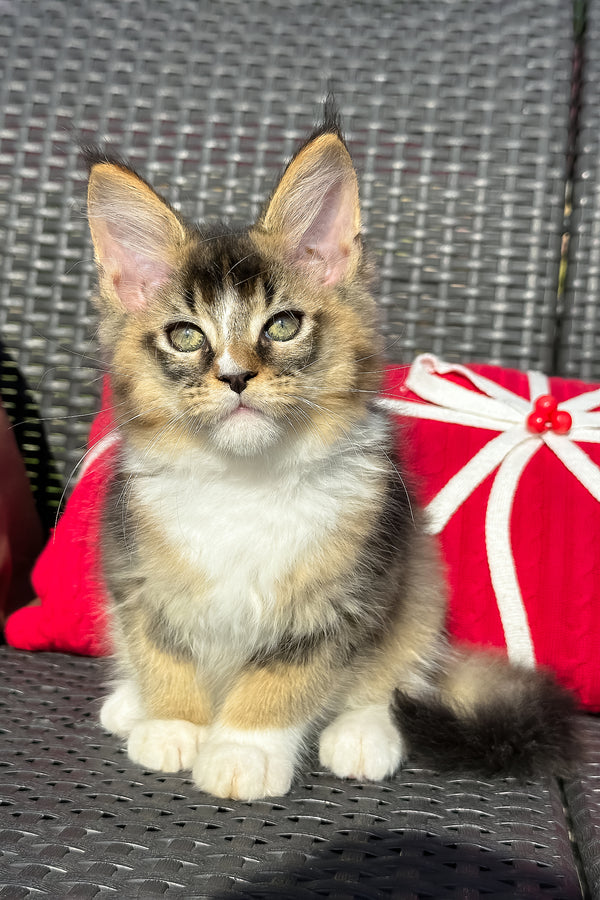 Yukon | Golden Maine Coon Kitten
