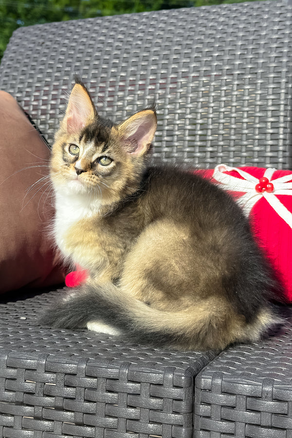 Yukon | Golden Maine Coon Kitten