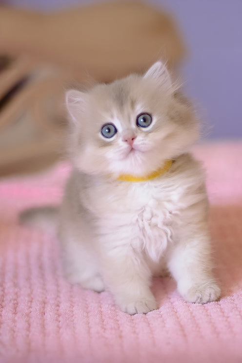 Yumi | British Longhair Kitten