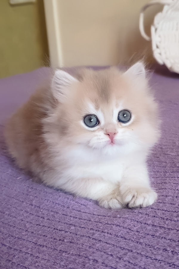 Yumi | British Longhair Kitten