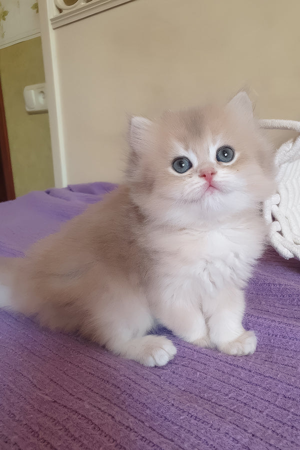 Yumi | British Longhair Kitten