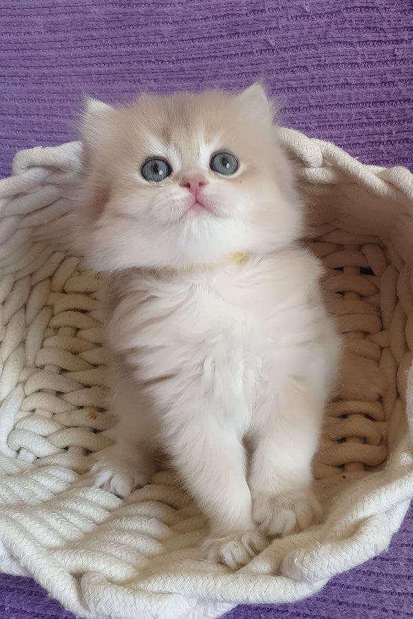 Yumi | British Longhair Kitten