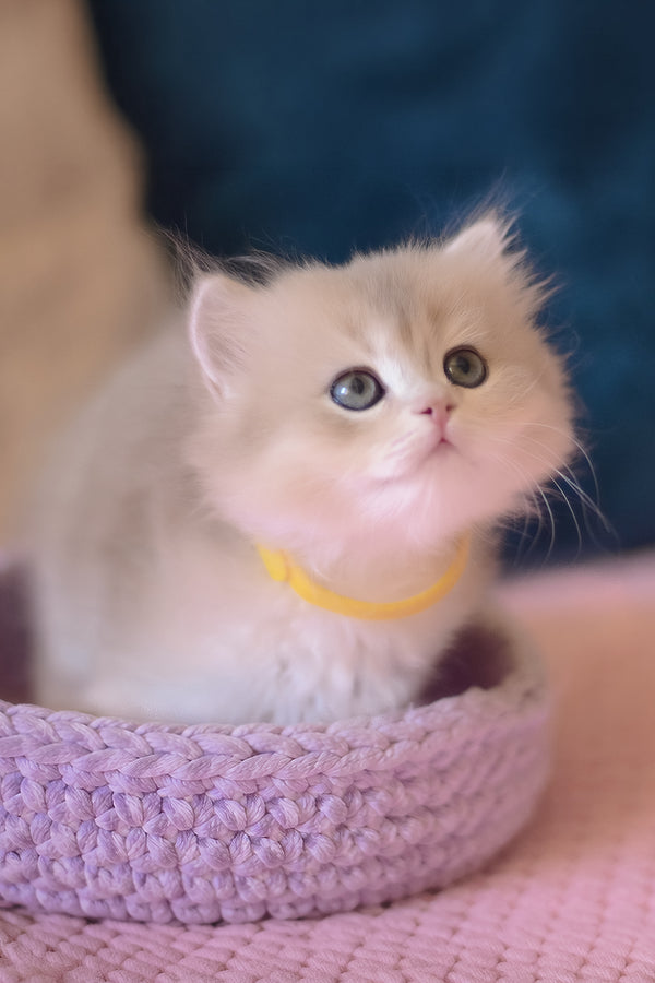 Yumi | British Longhair Kitten