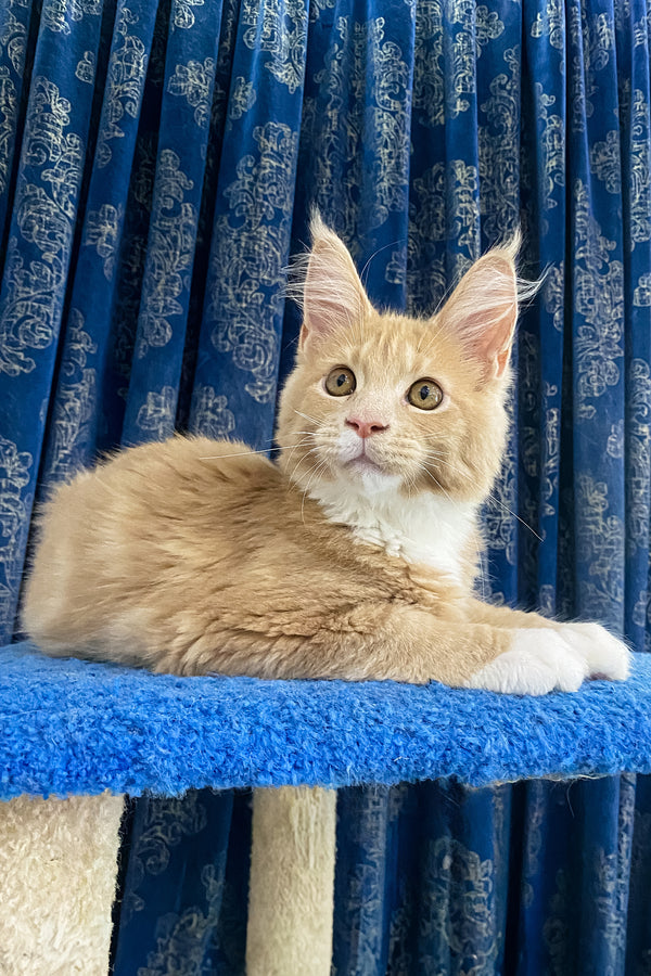 Yunis | Maine Coon Kitten