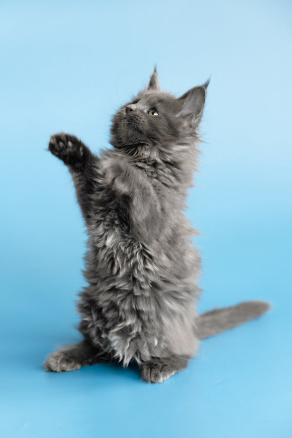 Yvette | Maine Coon Kitten