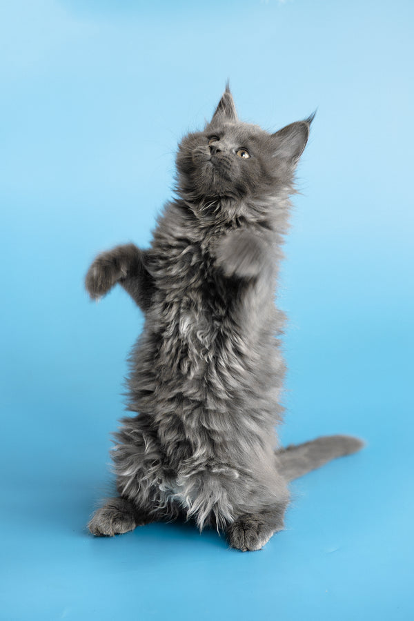 Yvette | Maine Coon Kitten