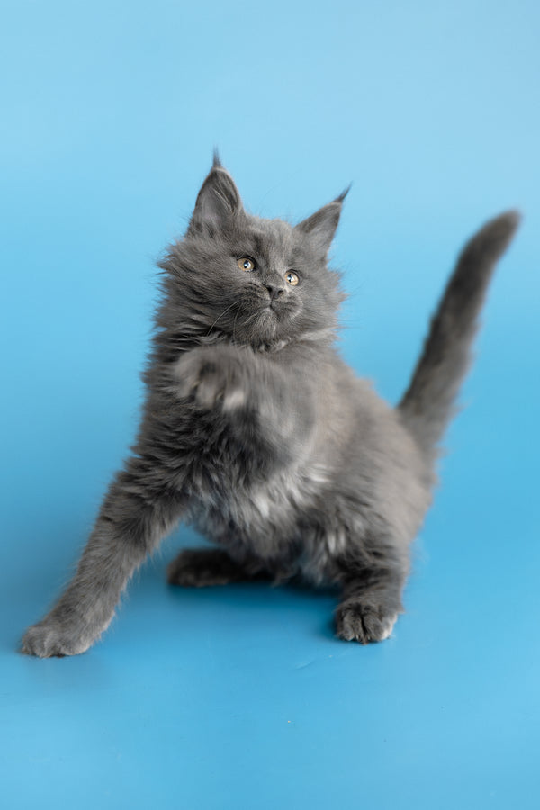 Yvette | Maine Coon Kitten