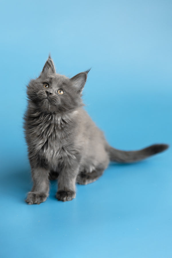 Yvette | Maine Coon Kitten