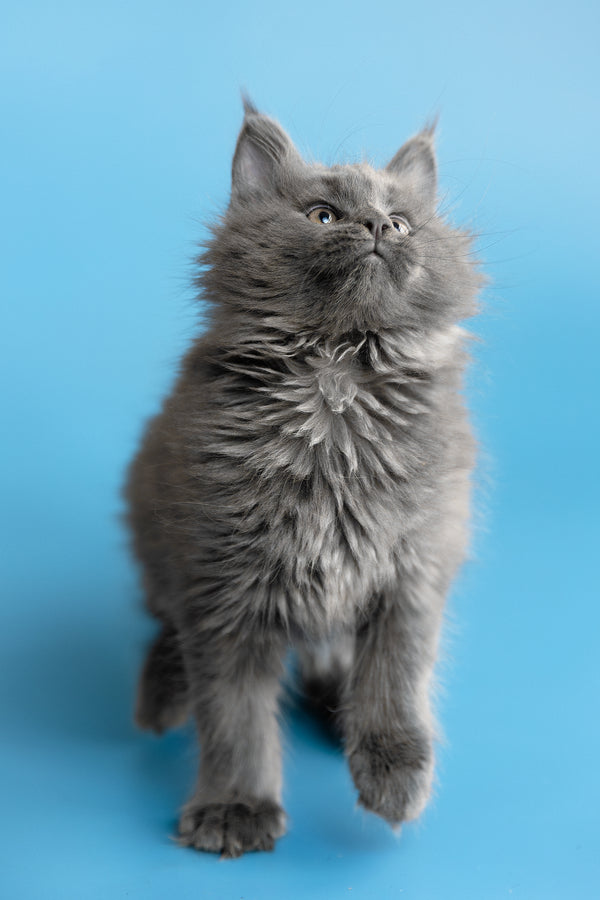 Yvette | Maine Coon Kitten