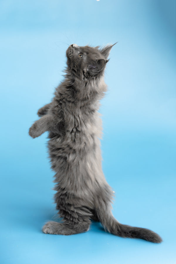 Yvette | Maine Coon Kitten