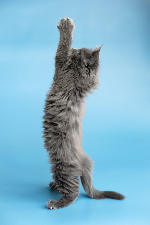 Yvette | Maine Coon Kitten