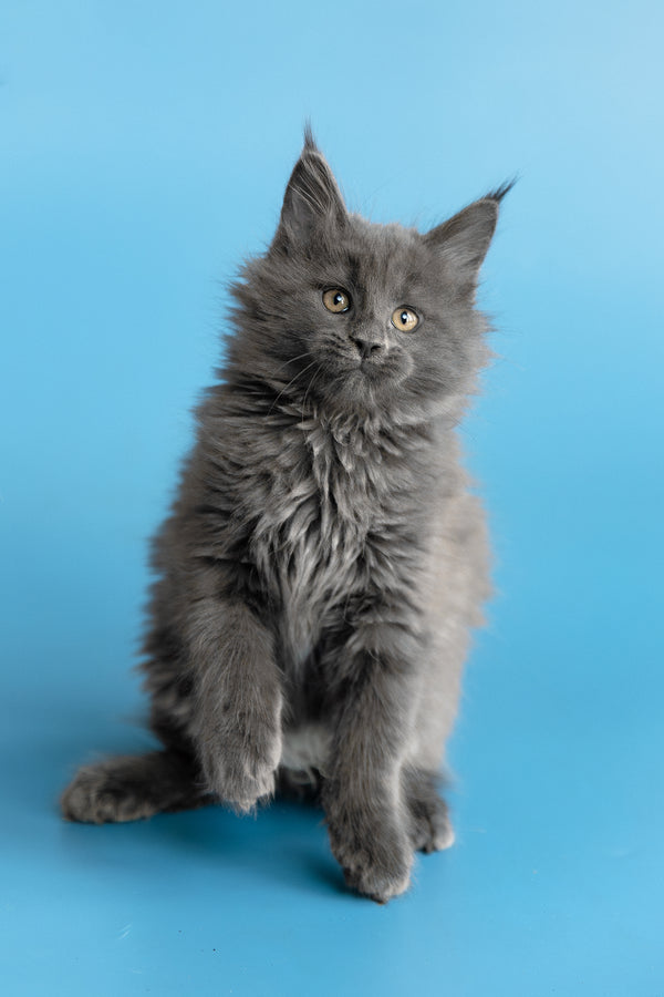 Yvette | Maine Coon Kitten