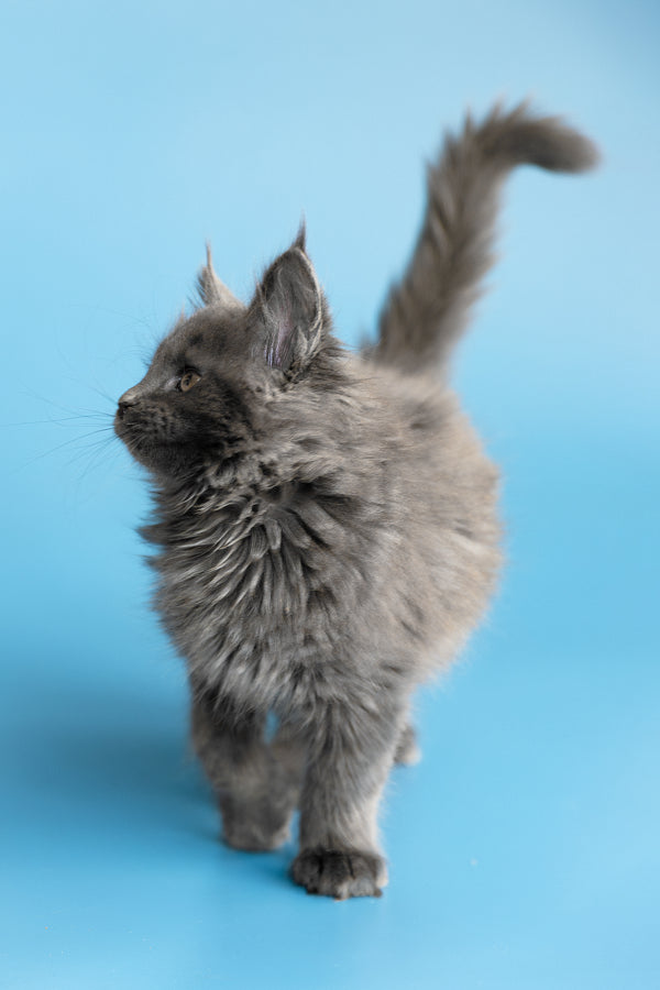 Yvette | Maine Coon Kitten