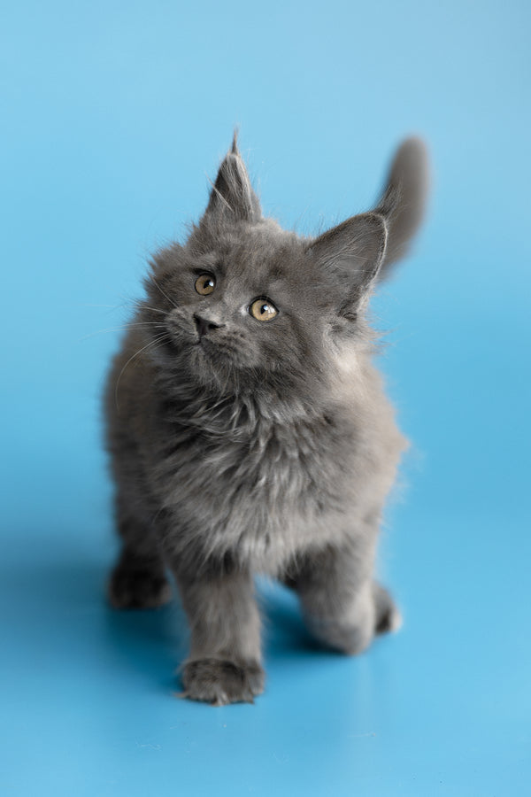Yvette | Maine Coon Kitten
