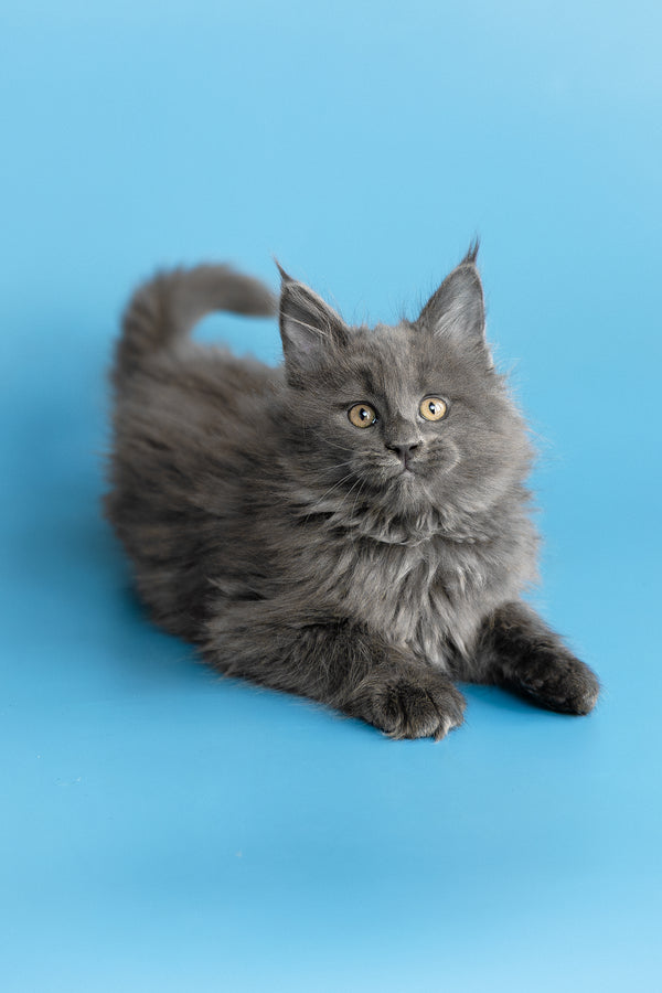 Yvette | Maine Coon Kitten