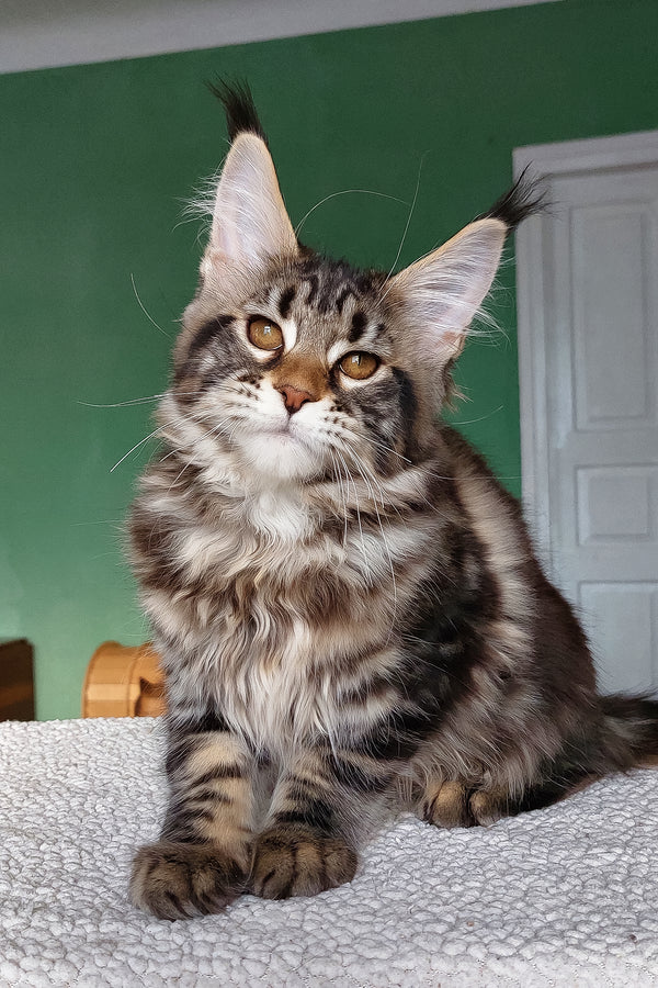 Zafira | Maine Coon Kitten