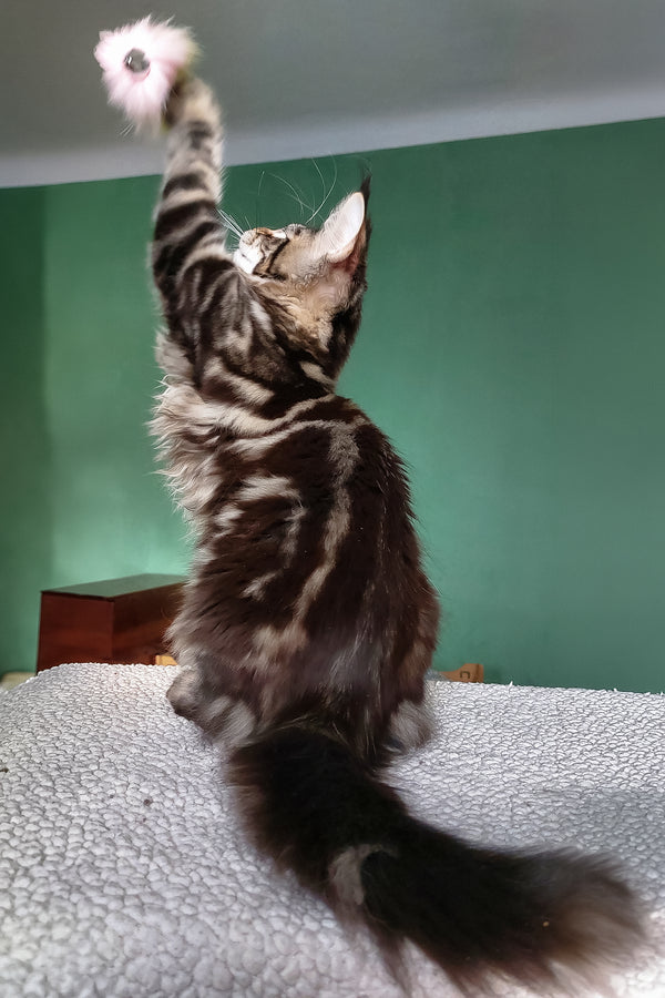 Zafira | Maine Coon Kitten
