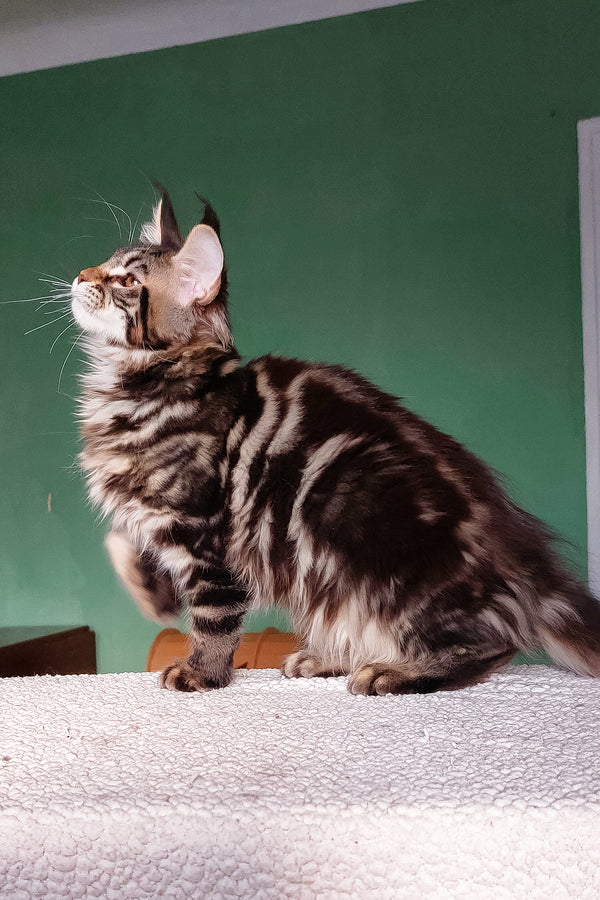 Zafira | Maine Coon Kitten