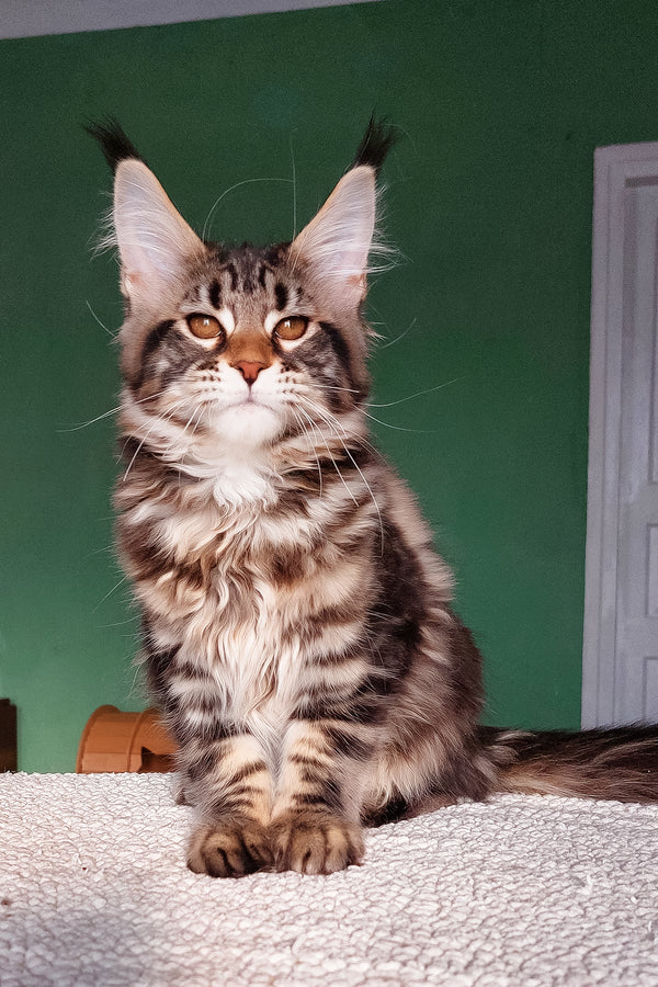 Zafira | Maine Coon Kitten