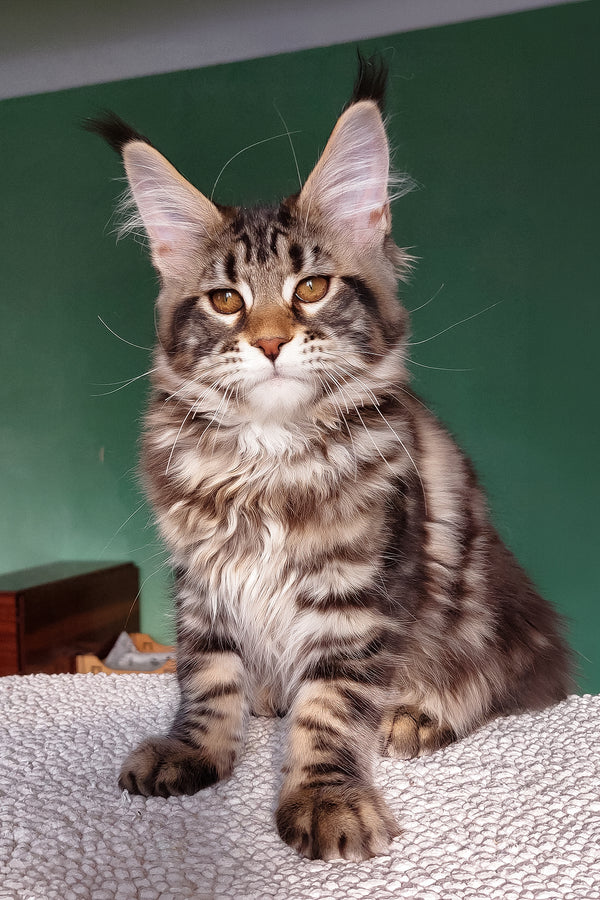 Zafira | Maine Coon Kitten
