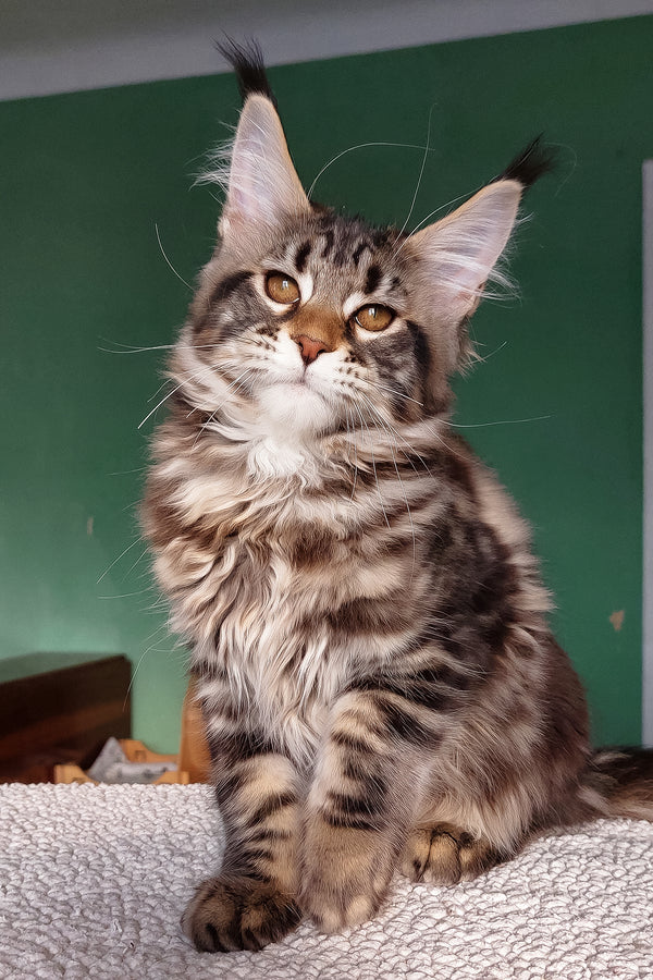 Zafira | Maine Coon Kitten