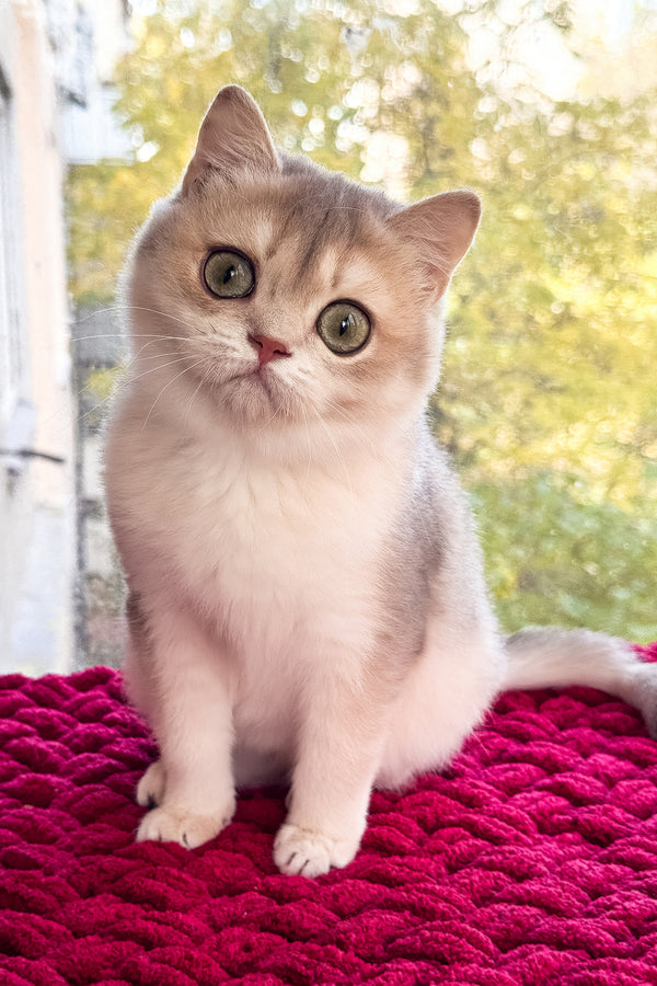 Zara | Scottish Straight Kitten