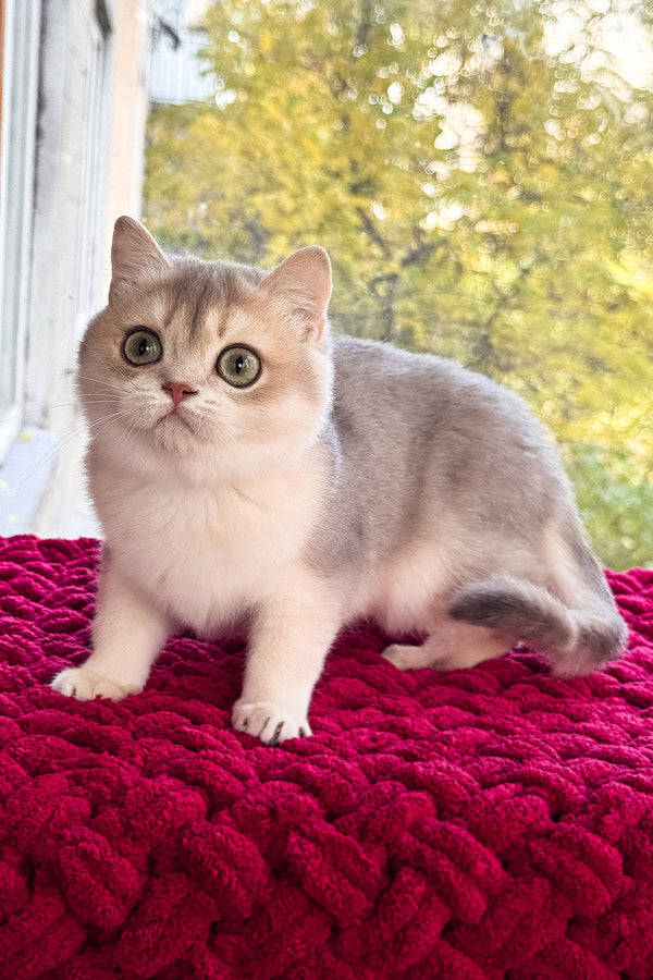 Zara | Scottish Straight Kitten