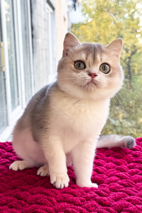 Zara | Scottish Straight Kitten