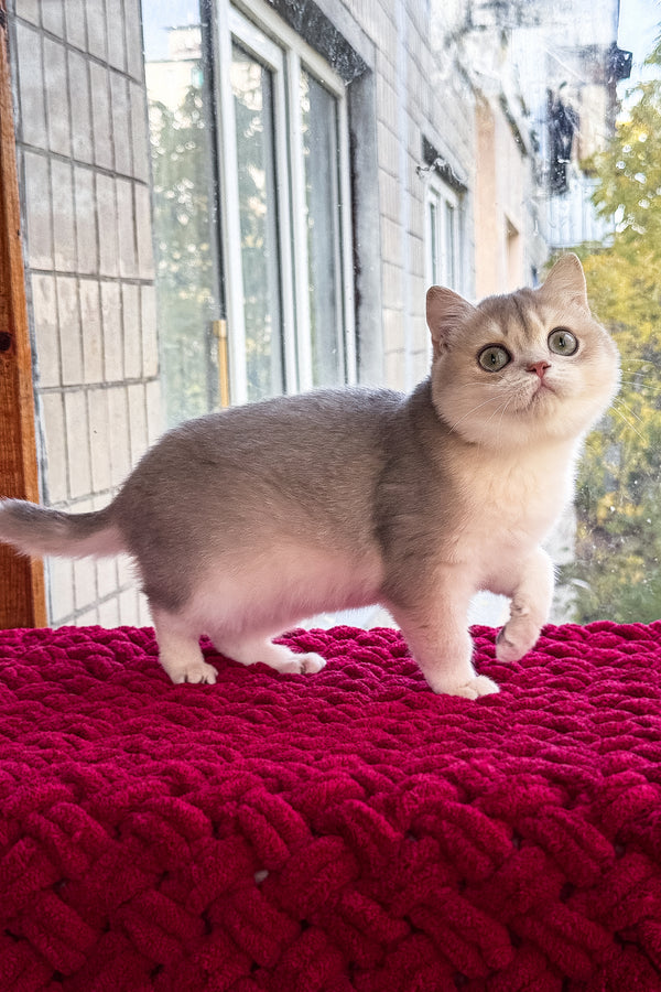 Zara | Scottish Straight Kitten