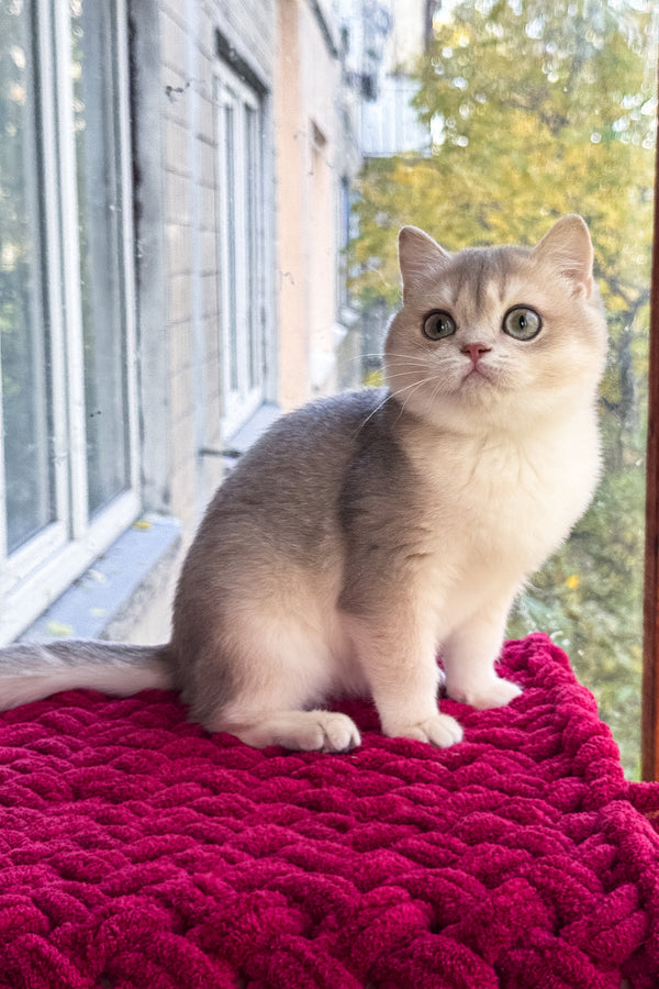 Zara | Scottish Straight Kitten