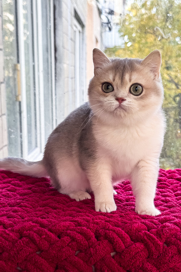 Zara | Scottish Straight Kitten