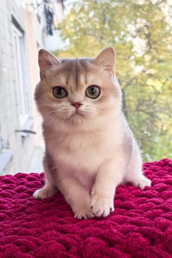 Zara | Scottish Straight Kitten