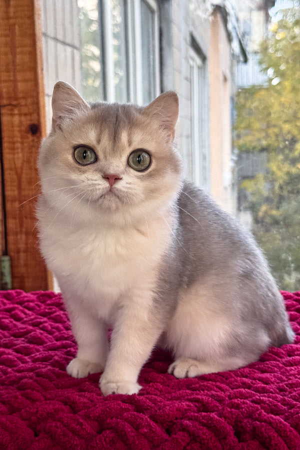 Zara | Scottish Straight Kitten