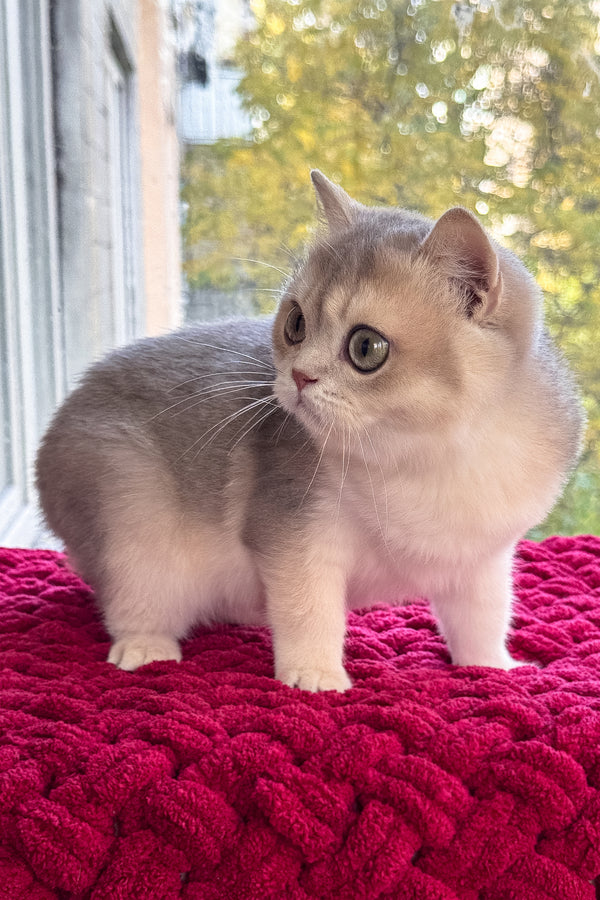 Zara | Scottish Straight Kitten