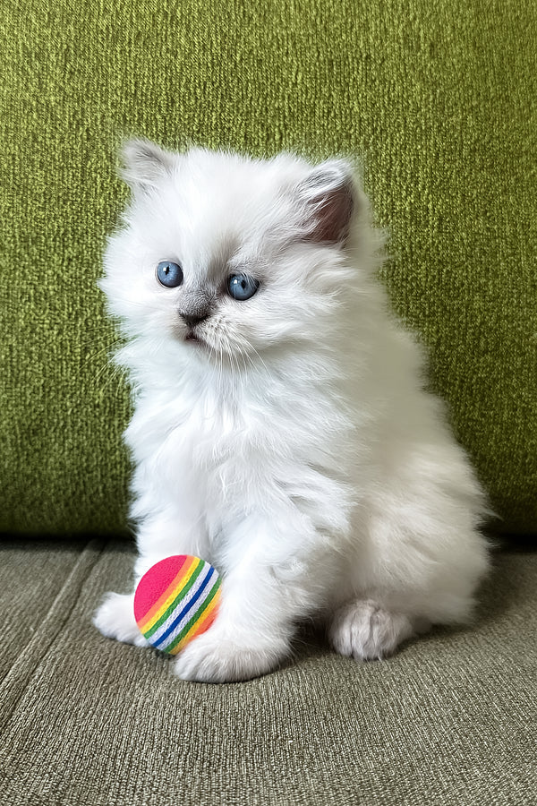 Zefirka | Scottish Straight Longhair Kitten