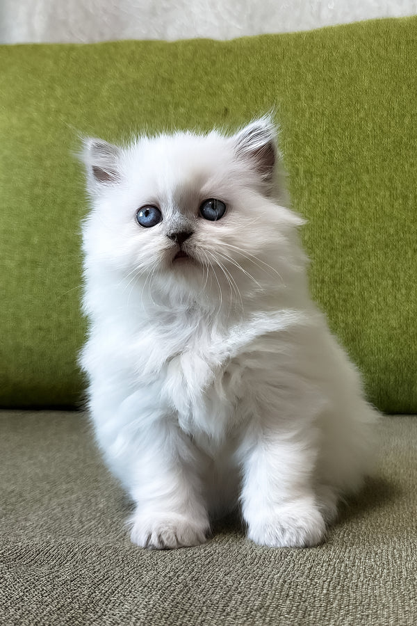 Zefirka | Scottish Straight Longhair Kitten