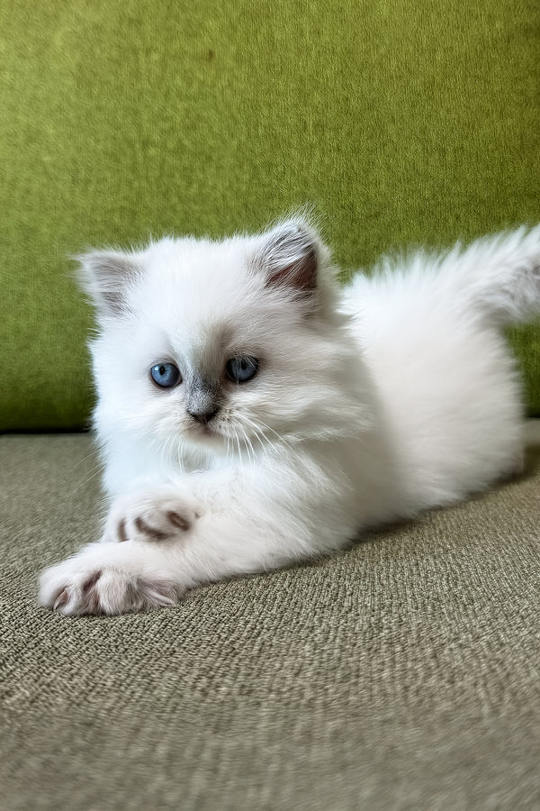 Zefirka | Scottish Straight Longhair Kitten