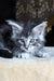 Zeitun | Maine Coon Kitten