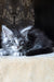 Zeitun | Maine Coon Kitten