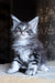 Zeitun | Maine Coon Kitten