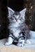 Zeitun | Maine Coon Kitten
