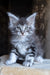 Zeitun | Maine Coon Kitten