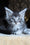 Zeitun | Maine Coon Kitten