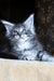 Zeitun | Maine Coon Kitten