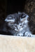 Zeitun | Maine Coon Kitten