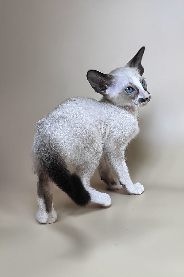 Zelda | Oriental Shorthair Kitten