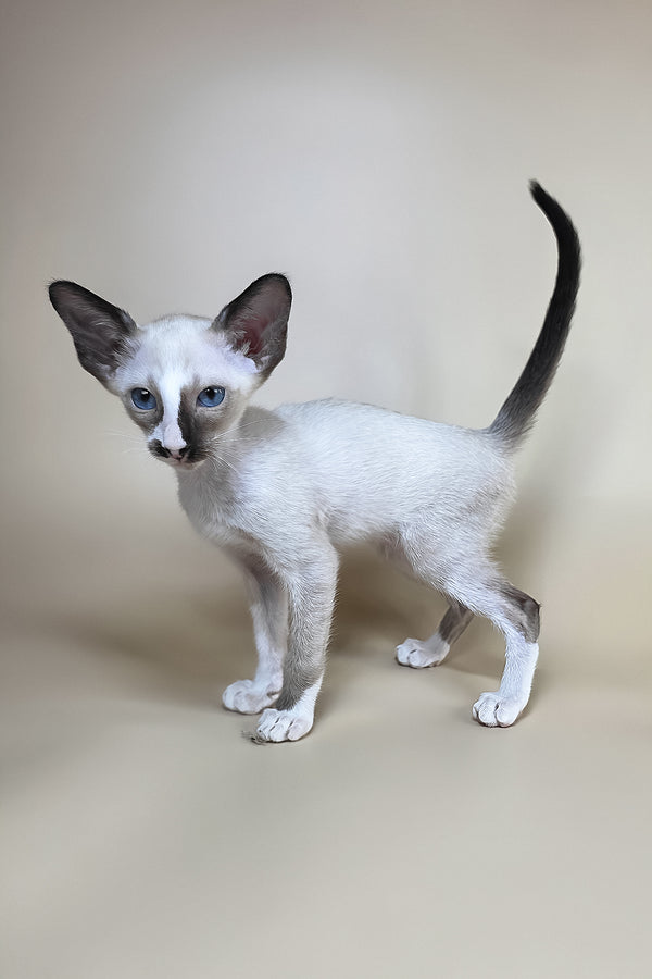 Zelda | Oriental Shorthair Kitten
