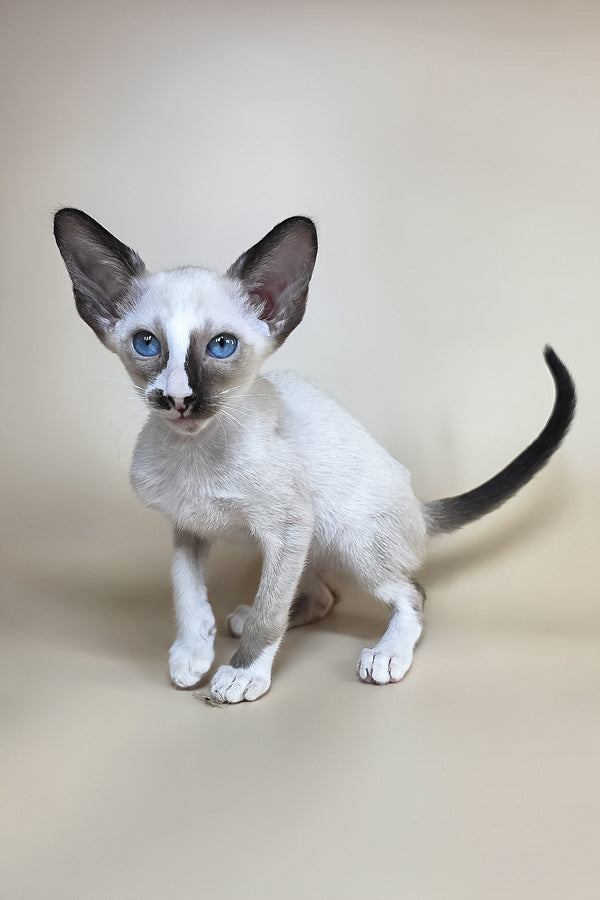 Zelda | Oriental Shorthair Kitten